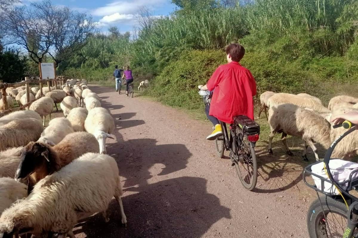 sheep along via appia antica
