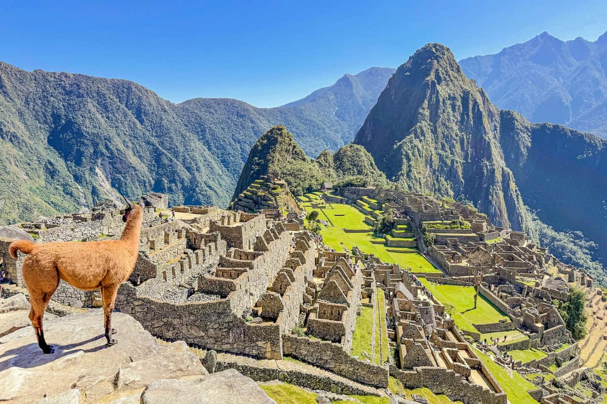 Machu Picchu: Entry Ticket - Circuit 2 – Machu Picchu (Aguas Calientes) A llama standing on a ledge overlooking the ancient stone ruins of Machu Picchu with mountains and a clear sky in the background.